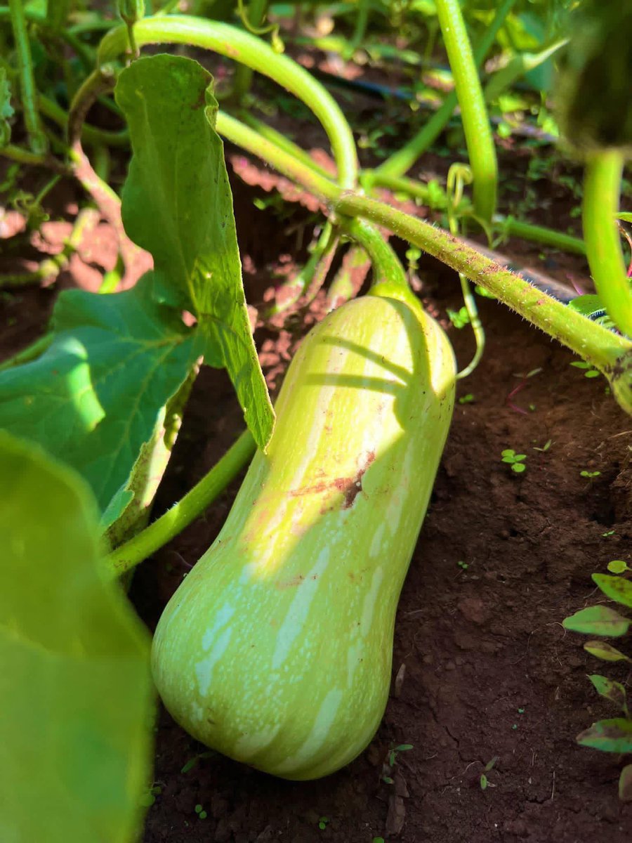 The Farmercist tweet media