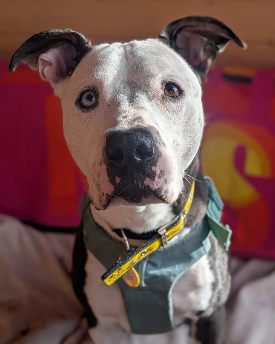 Colin, or 'Best Boy' as he's known to his pals, has been spending time in foster care and has been reported to be a total angel💛🐾

Please get in touch today to find out more about Colin! If you are interested in adopting, fill out an online application form and add Colin to