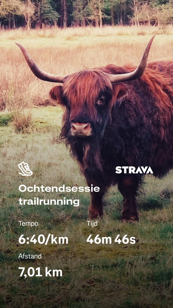 jsouv3's tweet image. Heerlijk ontspannen loopje op zoek naar de Schotse Hooglanders.  @loopmaatjes @hardloopvriend @NationaalParksh @PBHaarle #running