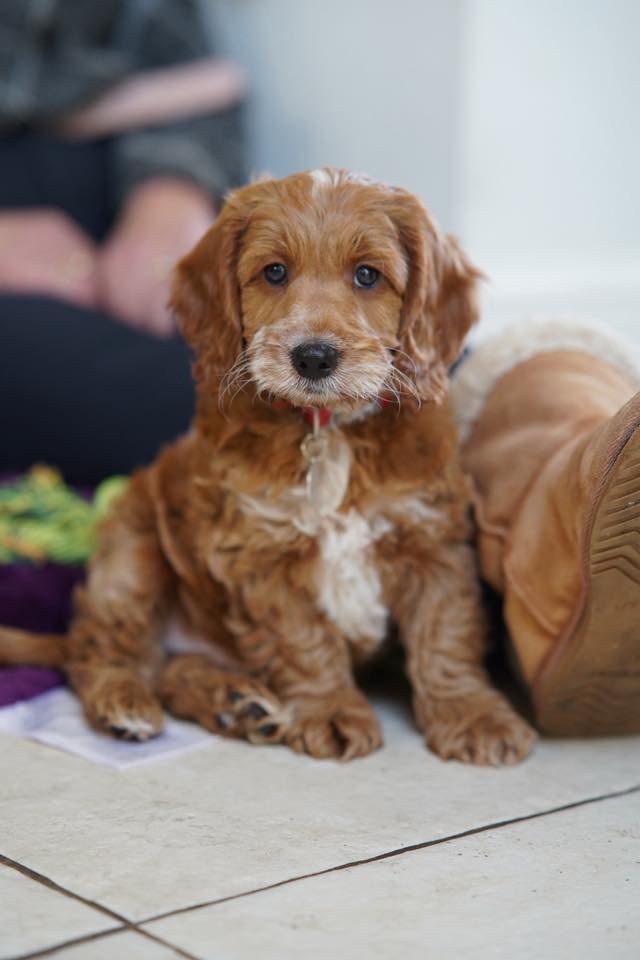 Hearing Dogs for Deaf People tweet media