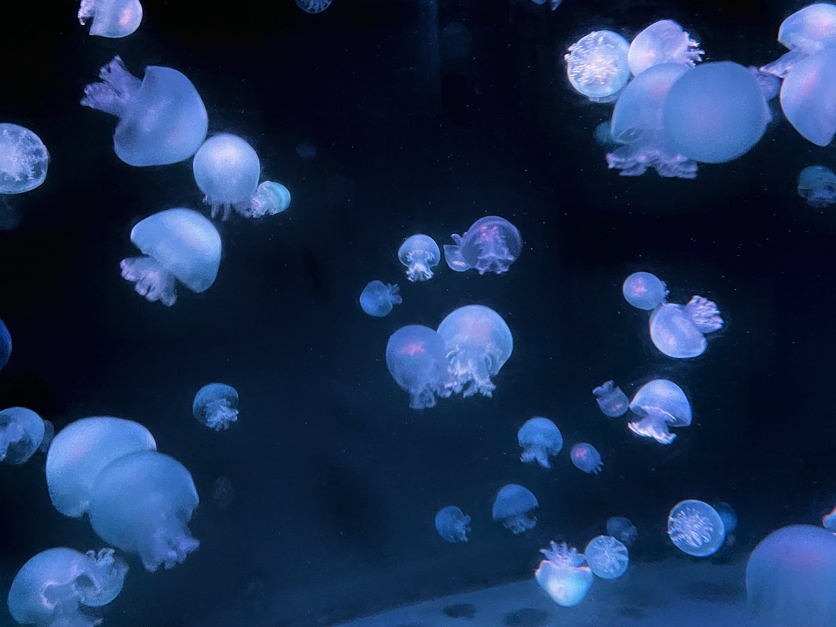 Lemoveilra tweet media