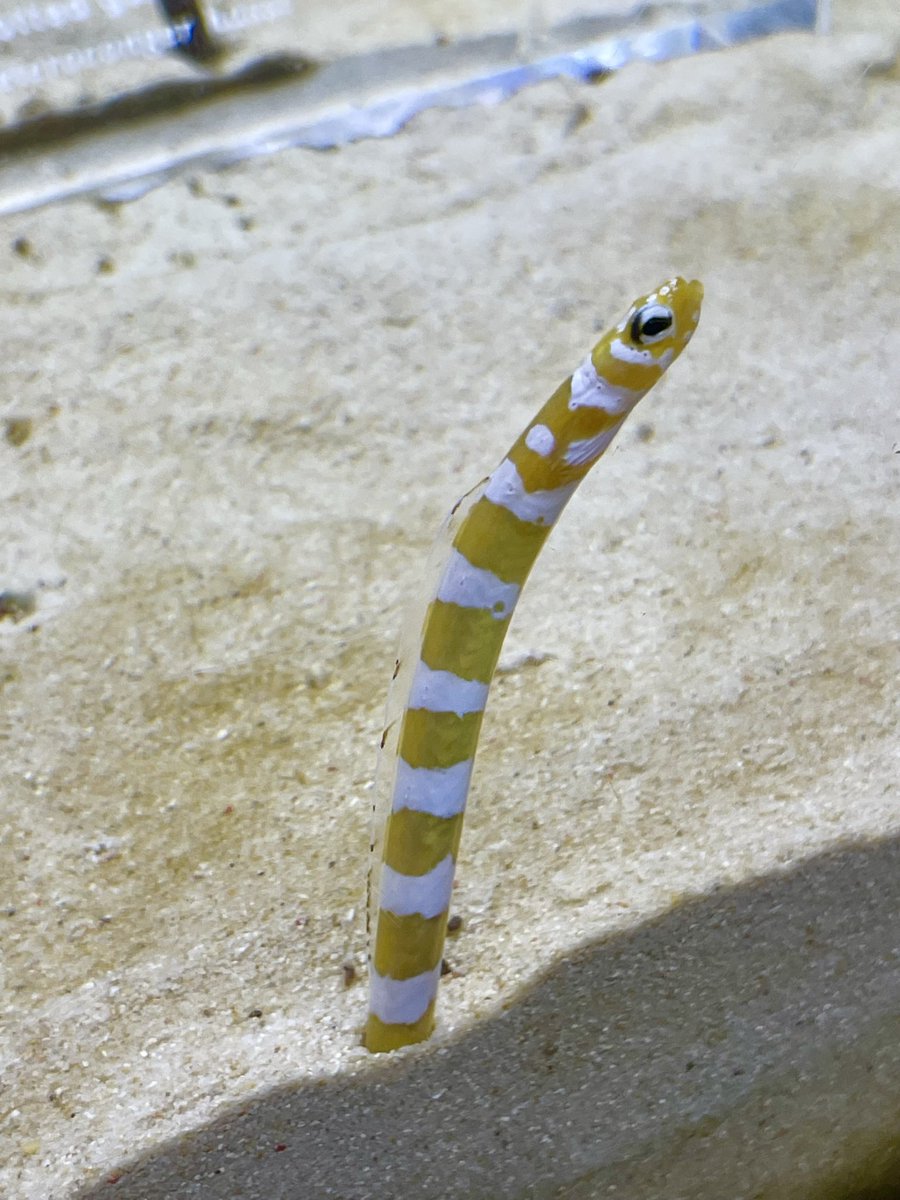 Lemoveilra tweet media