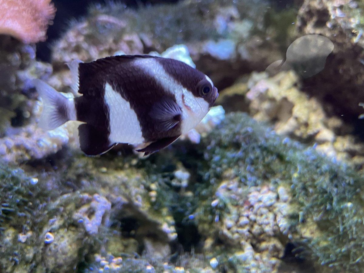 Lemoveilra tweet media