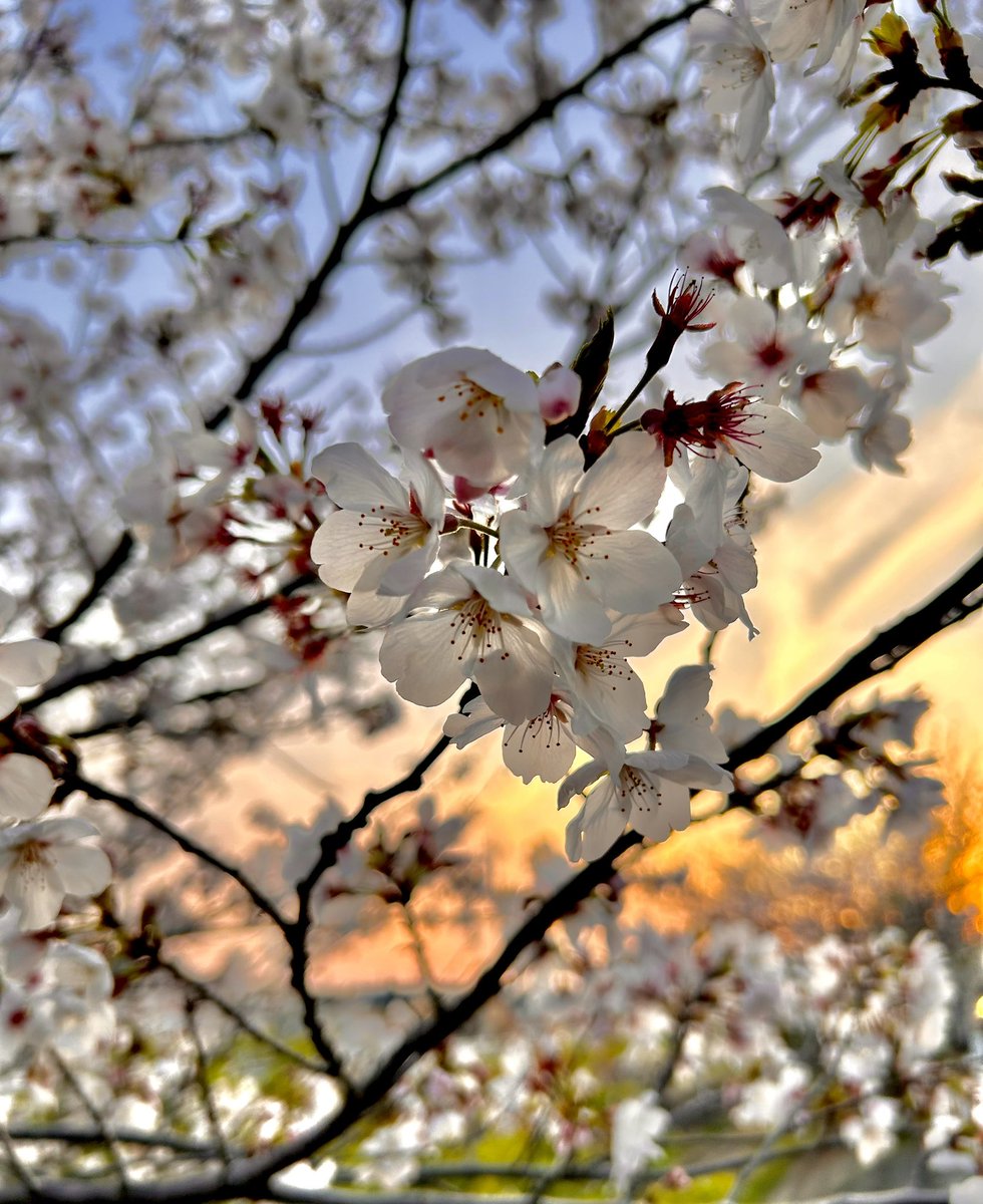 アコナ tweet media