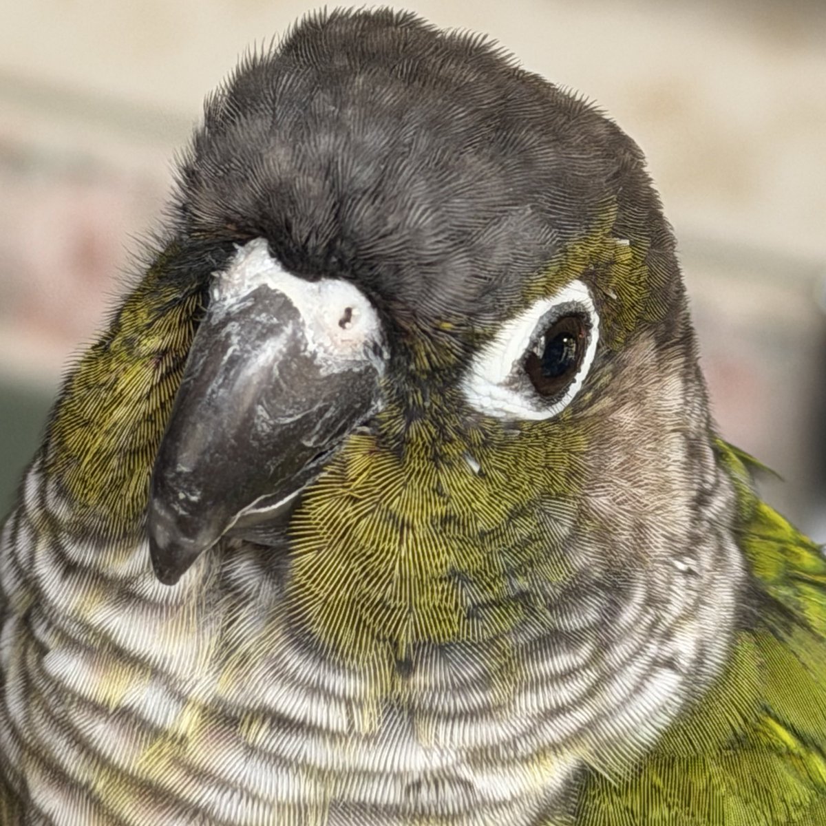 Re:mimu / ひなた未夢 tweet media