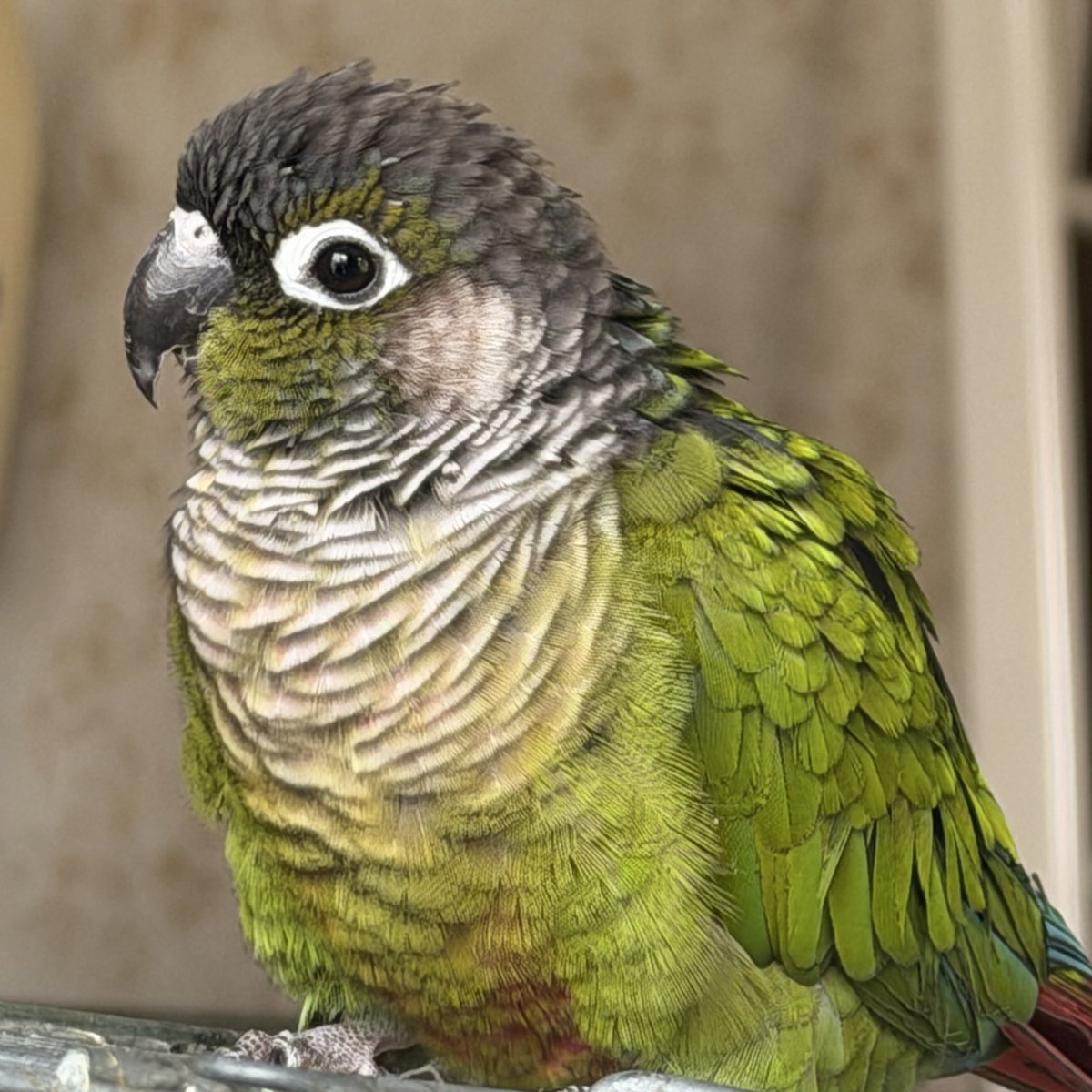 Re:mimu / ひなた未夢 tweet media