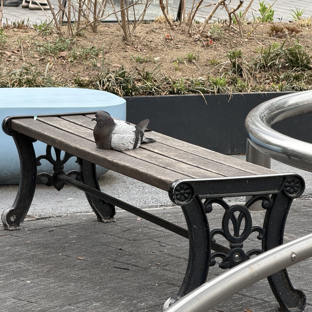 퀼퀼이 tweet media