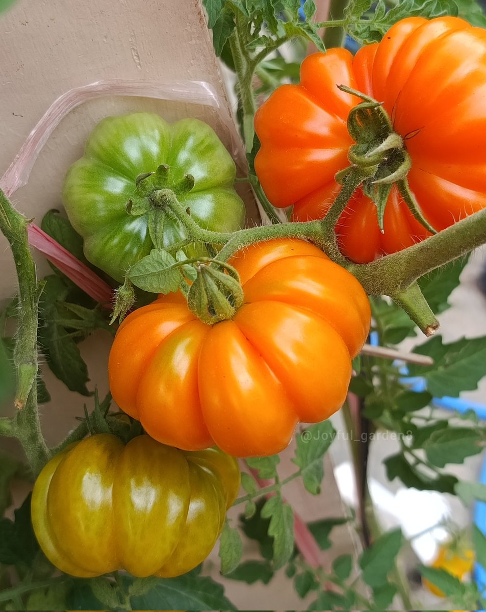 Joyful Garden 🌿🫑 tweet media