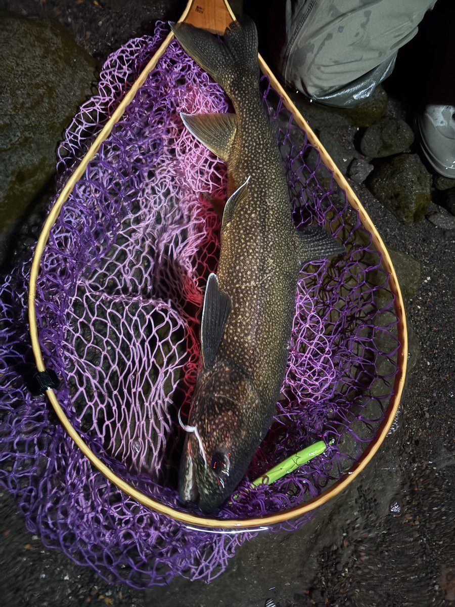 クラきち•*¨*•.¸¸♪ tweet media