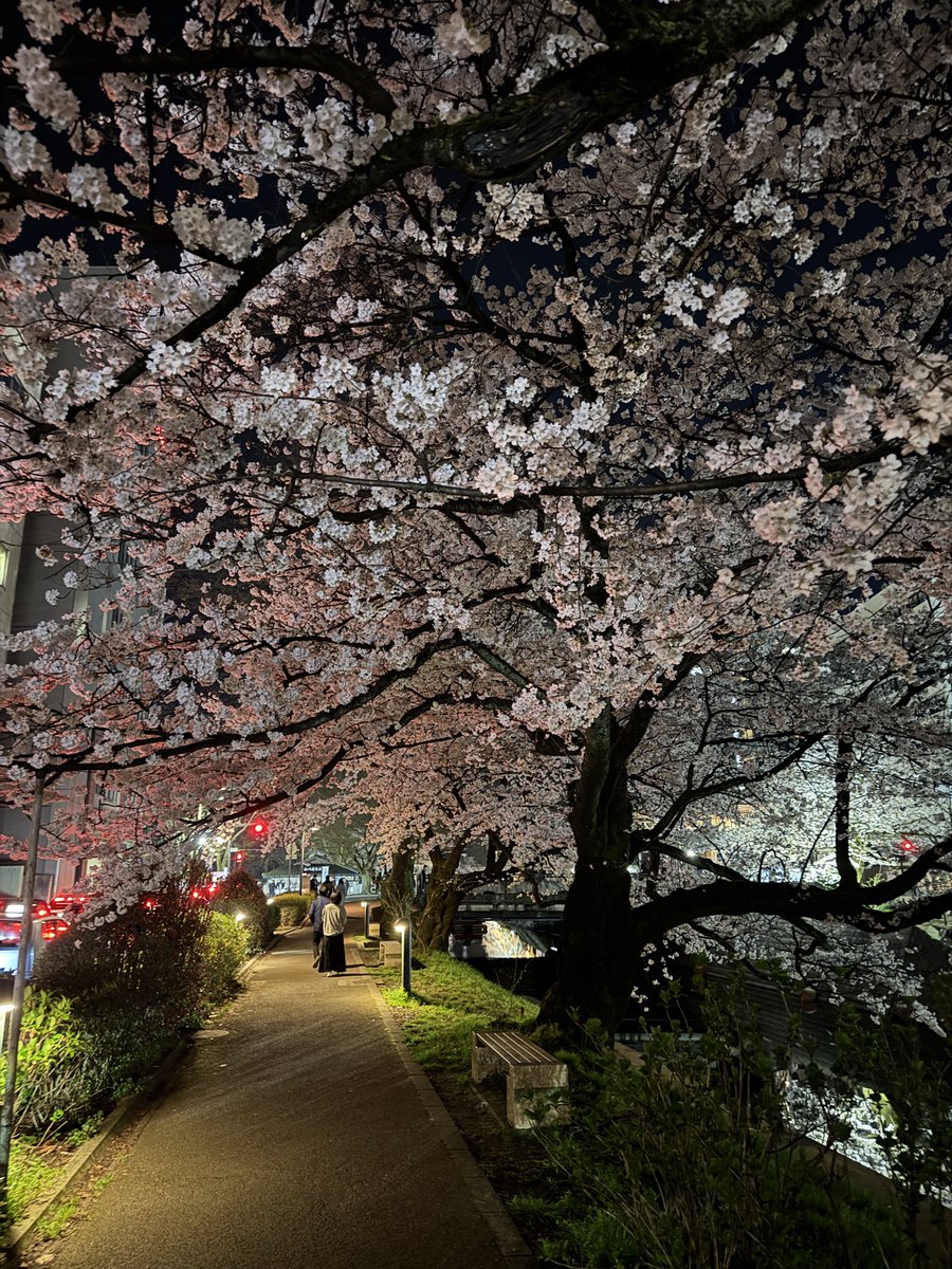 YOSHISMA's tweet photo. 昨日の飲み🍻のあとの帰り道🚃
夜桜綺麗だった🌸 https://t.co/RFqEcRbyg3