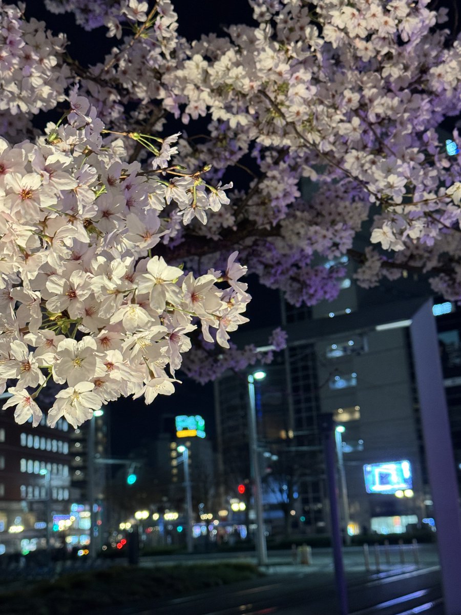 YOSHISMA's tweet photo. 昨日の飲み🍻のあとの帰り道🚃
夜桜綺麗だった🌸 https://t.co/RFqEcRbyg3
