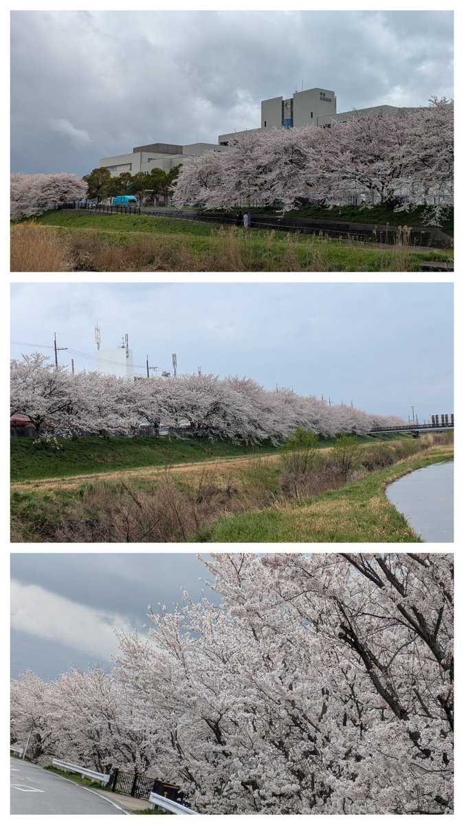 ★しもしも☆ tweet media