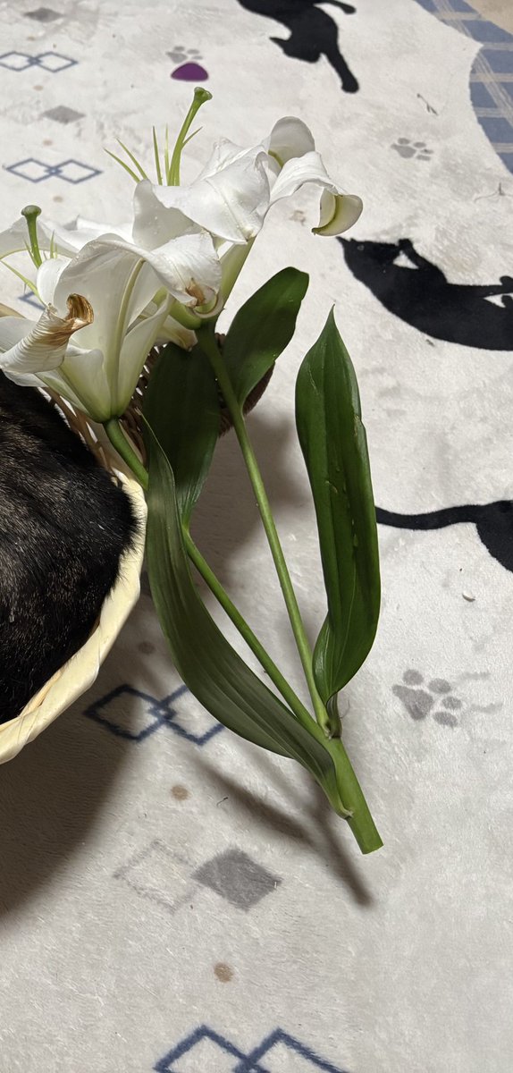 🖇mickey*･ﾟ｡✴︎☆❤︎ぐらこ💩 tweet media