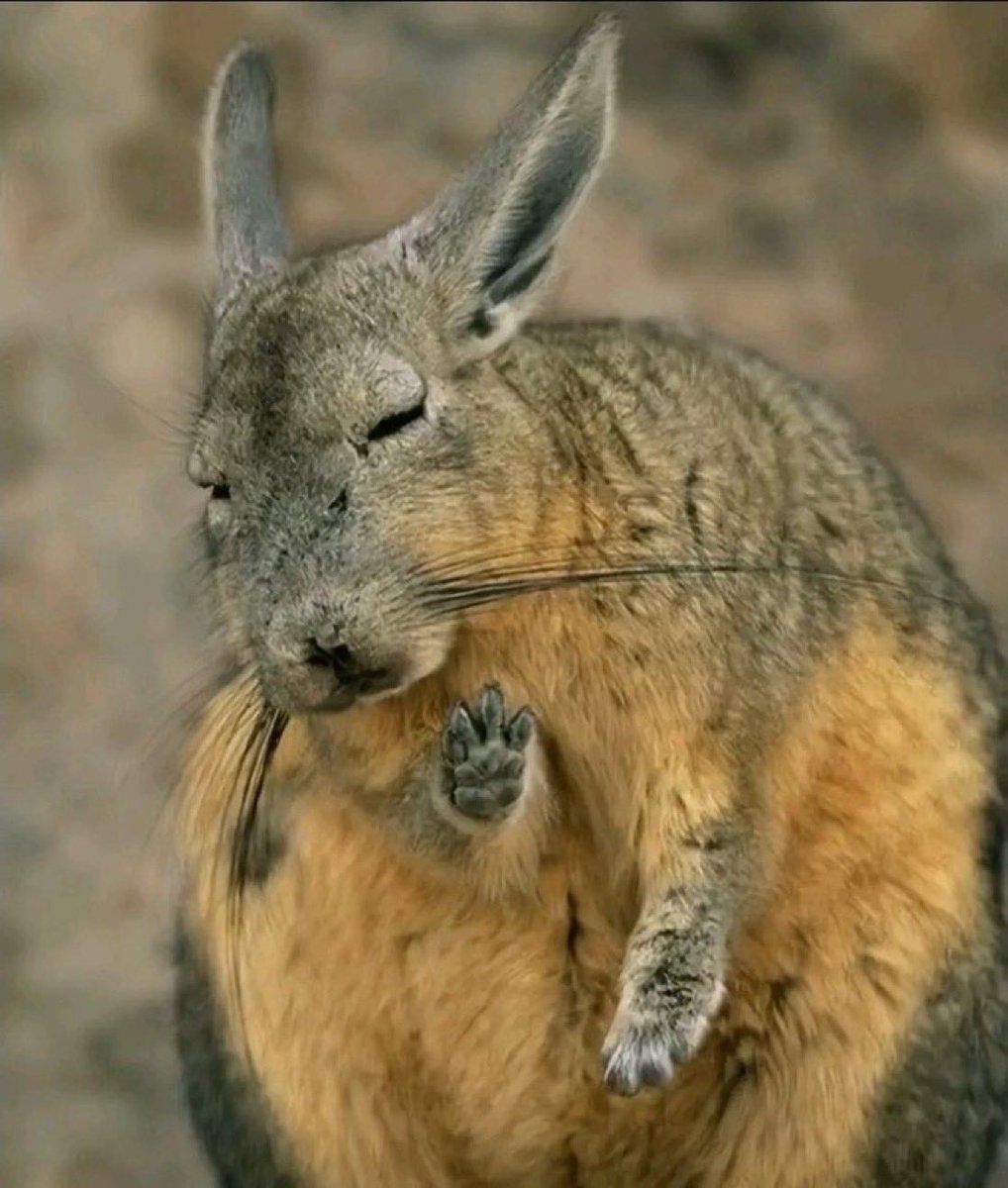 Kierke 🐺 tweet media