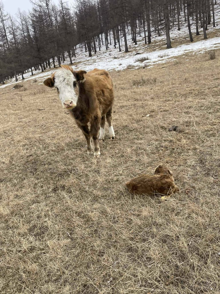 #Garidasaur🦖🦖🦖🦖 tweet media