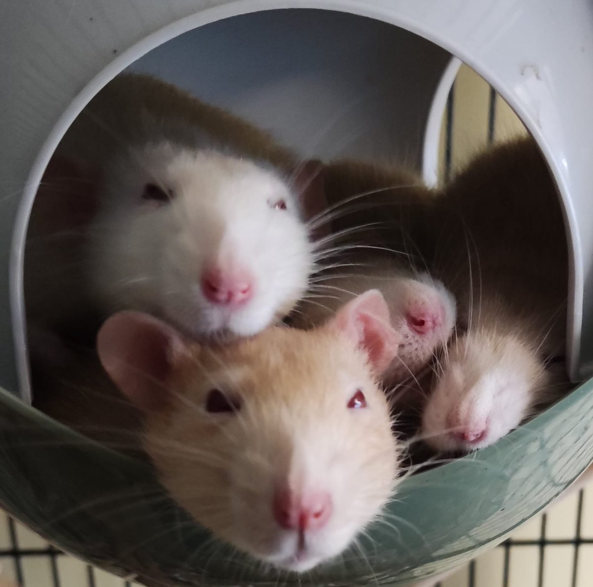 The_Blue_Cross's tweet photo. Four rat sisters who began life in cramped, unhealthy conditions were given a fresh start. 💖

Agatha, Blanche, Constance, and Dorothy came into our care in a small, dirty cage.

Just 23 days later, the sisters never looked back as they were adopted together. https://t.co/mTKtDdVAmY