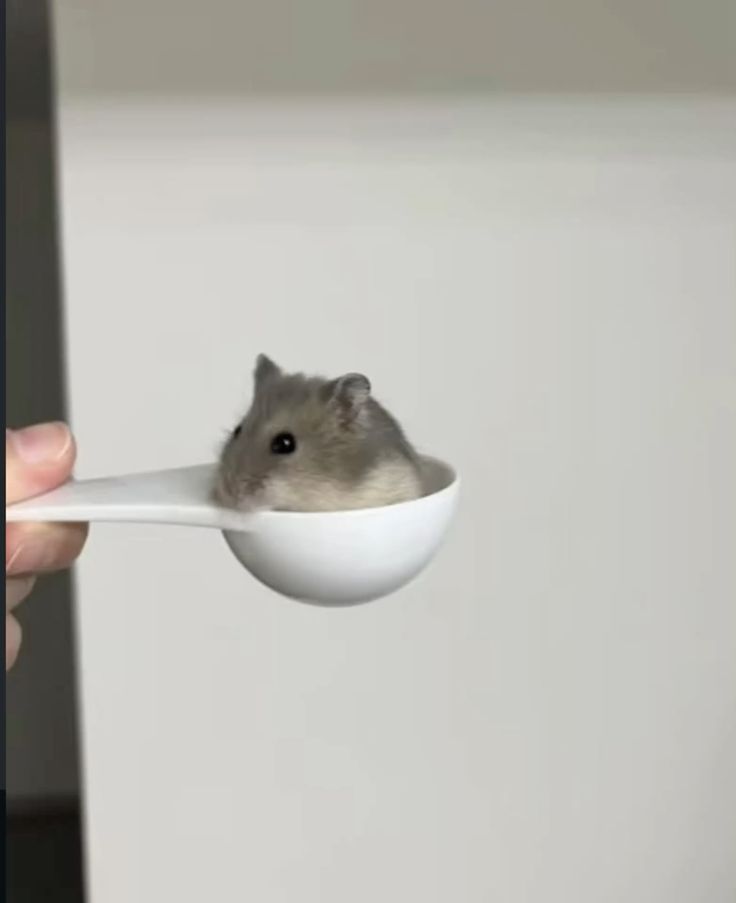 hamster (@hamsterie) on Twitter photo 