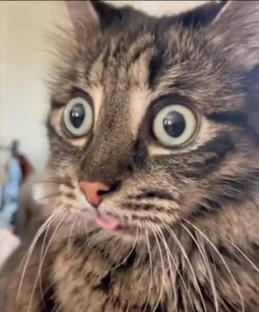 伊豆の天狗👺👍 tweet media