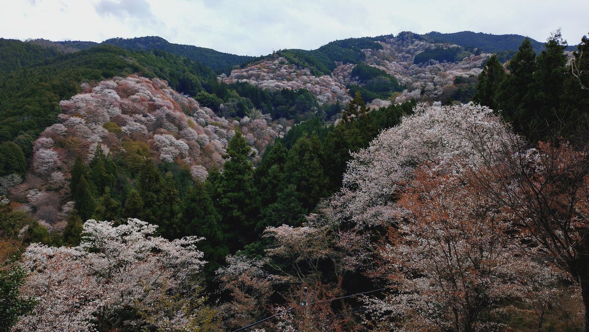 ミヤツカサケイ tweet media