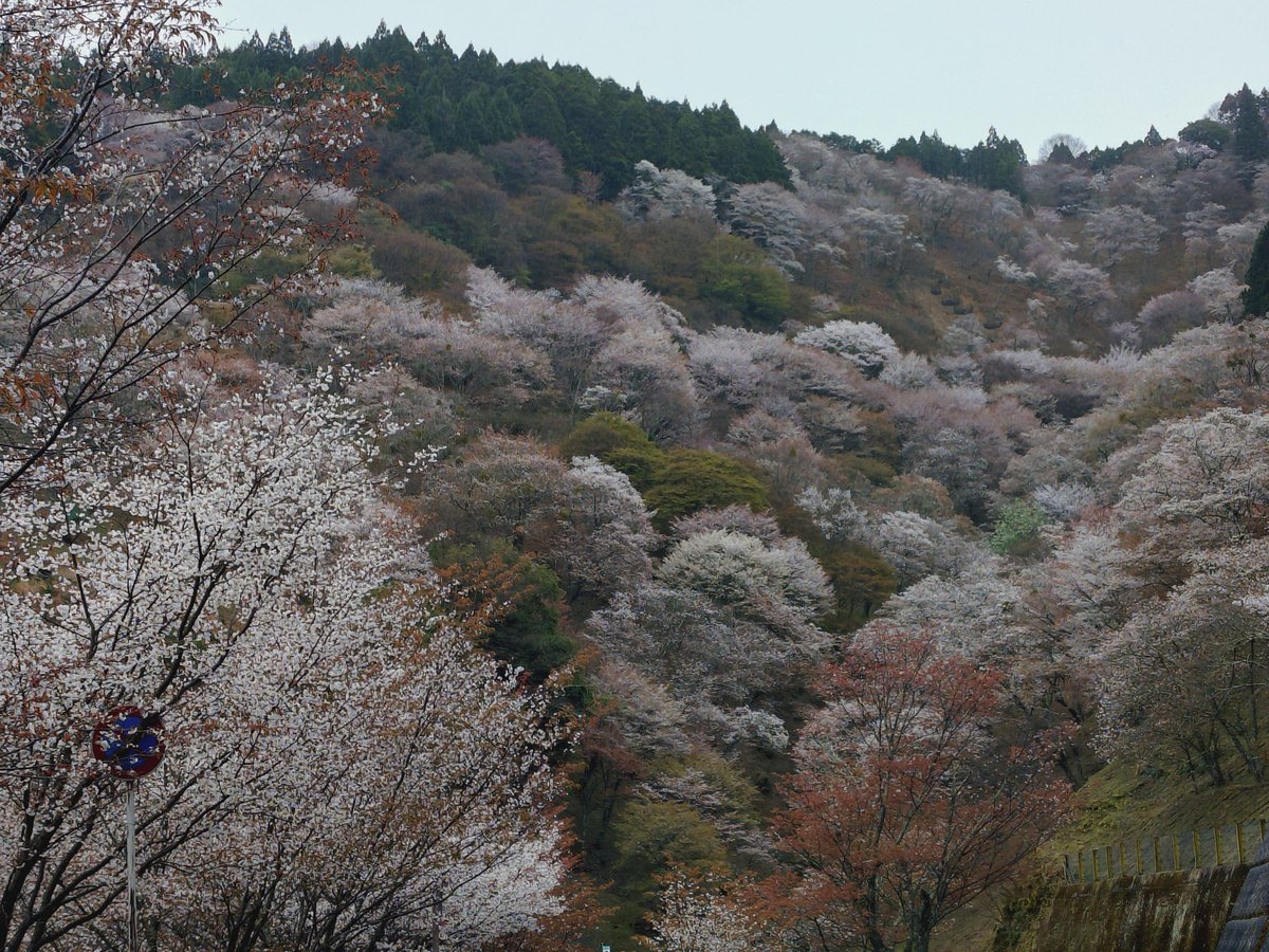 ミヤツカサケイ tweet media