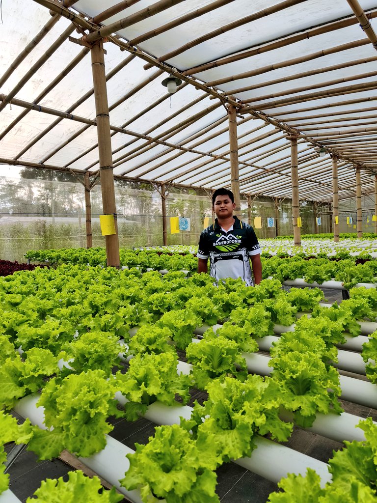 Bakul Selada tweet media