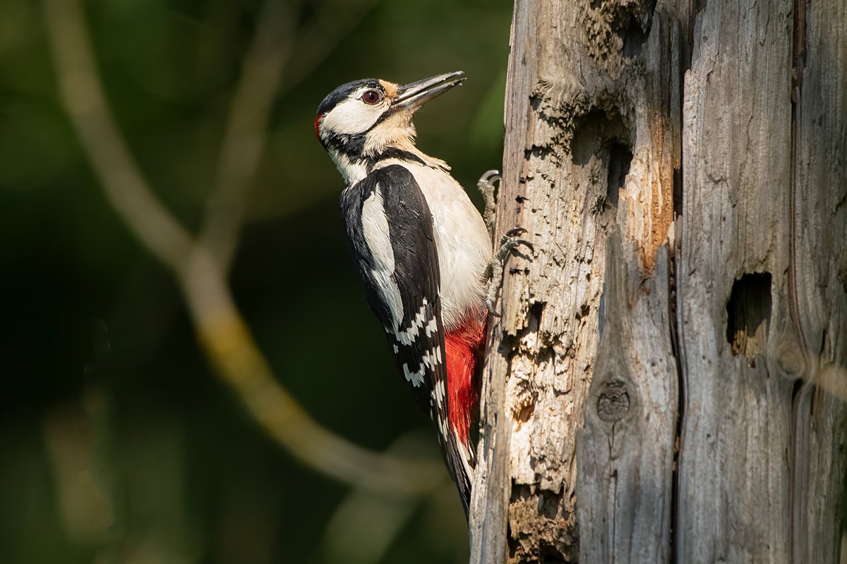 david butcher tweet media