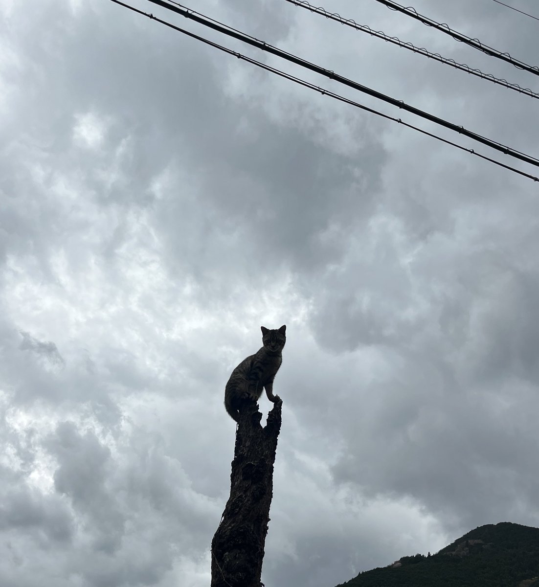 kaoru0153's tweet photo. 枯れた柿の木のてっぺんで🤭
パンチくん🐱 https://t.co/TQ2gdy0Xxl