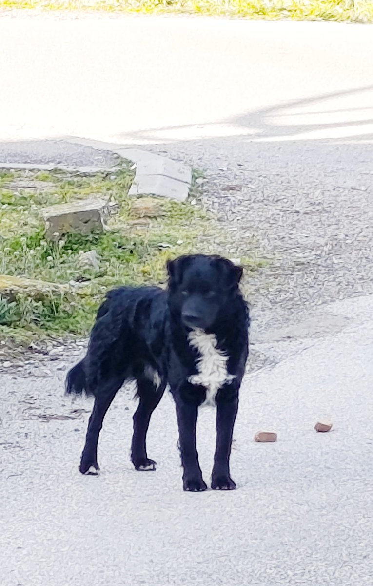 azra2209's tweet photo. U kraju je već nekoliko meseci. Jedino ga ja hranim. Izbacio ga je sa ženskom neki nečovek. Ženku su ubili a na njega je hajka. Preplašen, ne prilazi nikome ali zna da čeka na mestu gde ga uvek hranim. Duša me boli. 😞 https://t.co/2XuJRqloh9