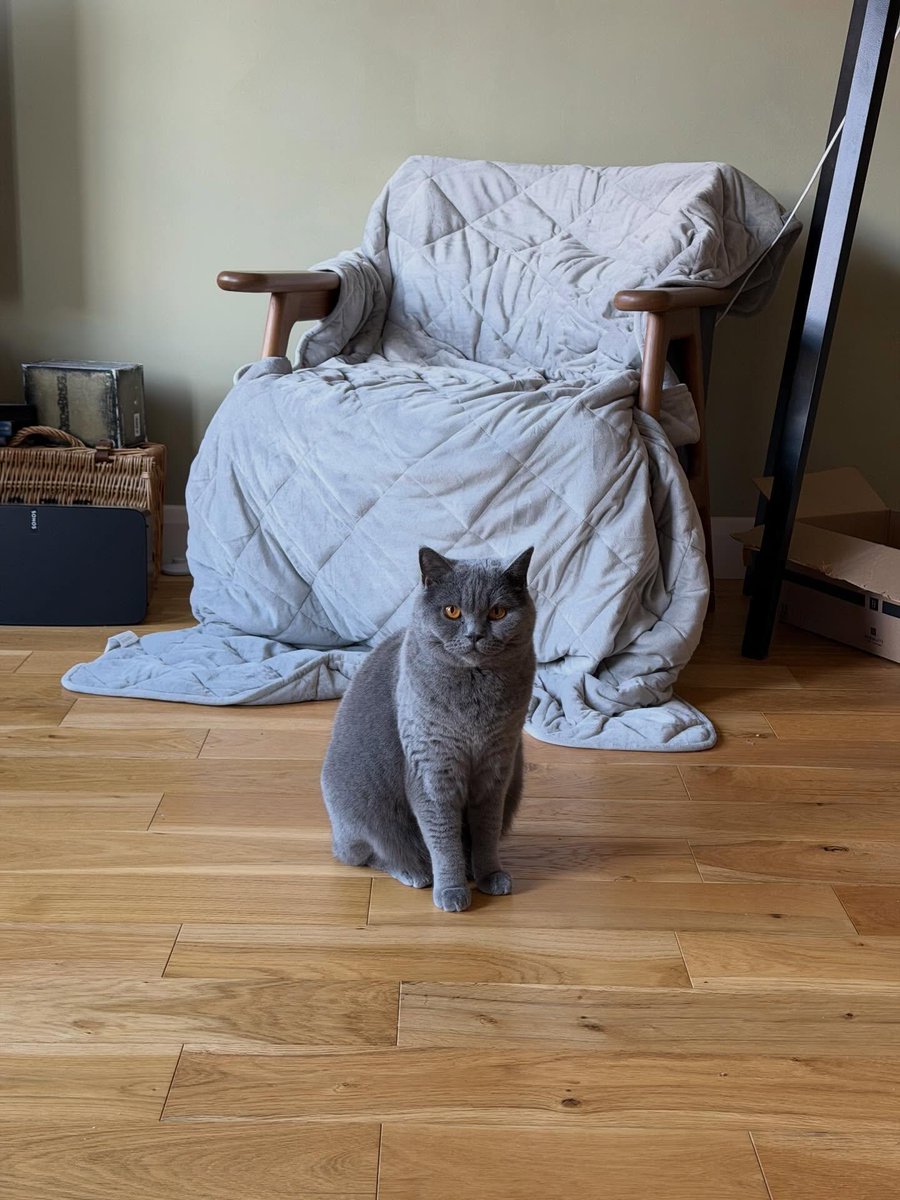 Sabiha1278's tweet image. Yes it’s #caturday , yes I am moody however, I am also beautiful. The End! #cat #catsofinstagram #britishshorthair #caturdaycuties
