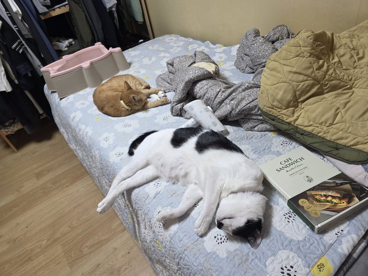 주말의 돼지들.