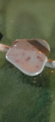 ultimateFigdor's tweet photo. went to the park and dropped my phone and i think the camera cracked so all the photos are blurry but someone bled out all over the public gym equipment and there was a dead birds wing just over somewhere, might be related https://t.co/KxC2P19iPY