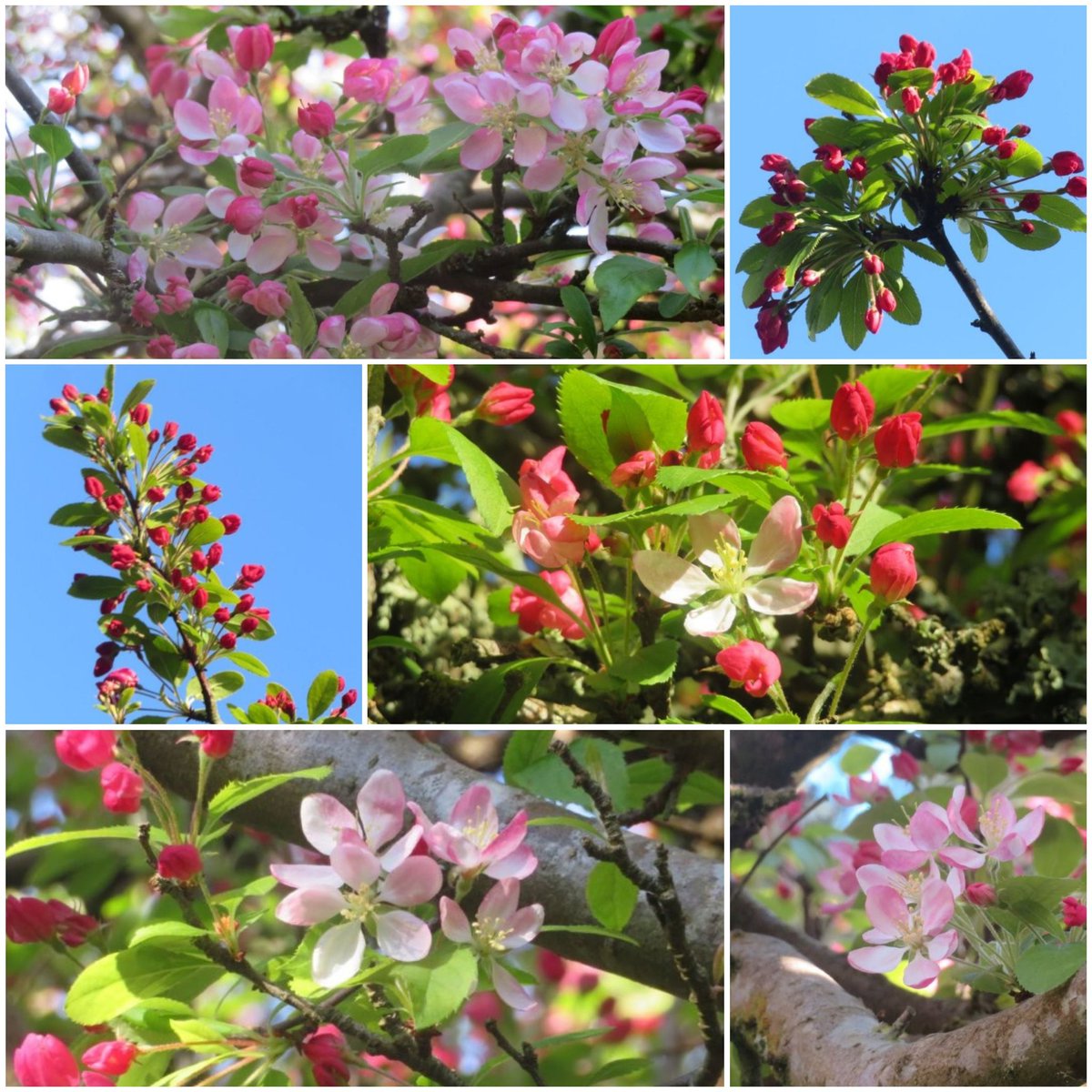 SunflowerSusi🦋🌻 tweet media