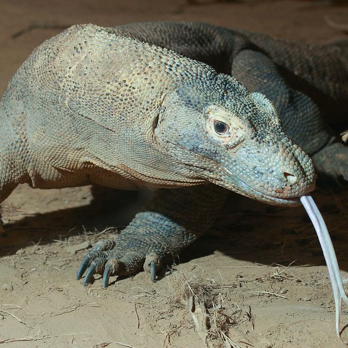 Indonesian Pop Base tweet media