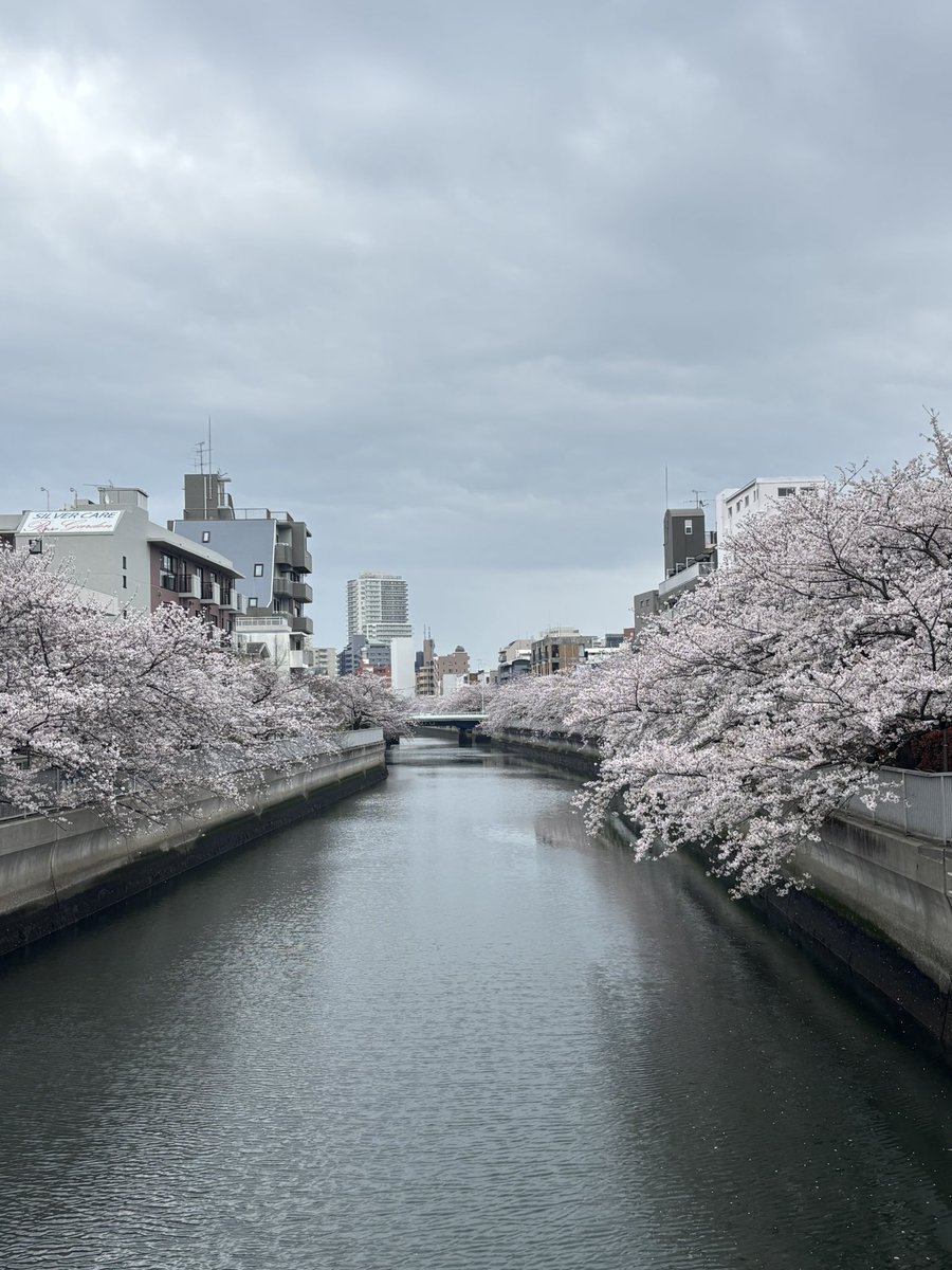 目白 Ver.2 tweet media