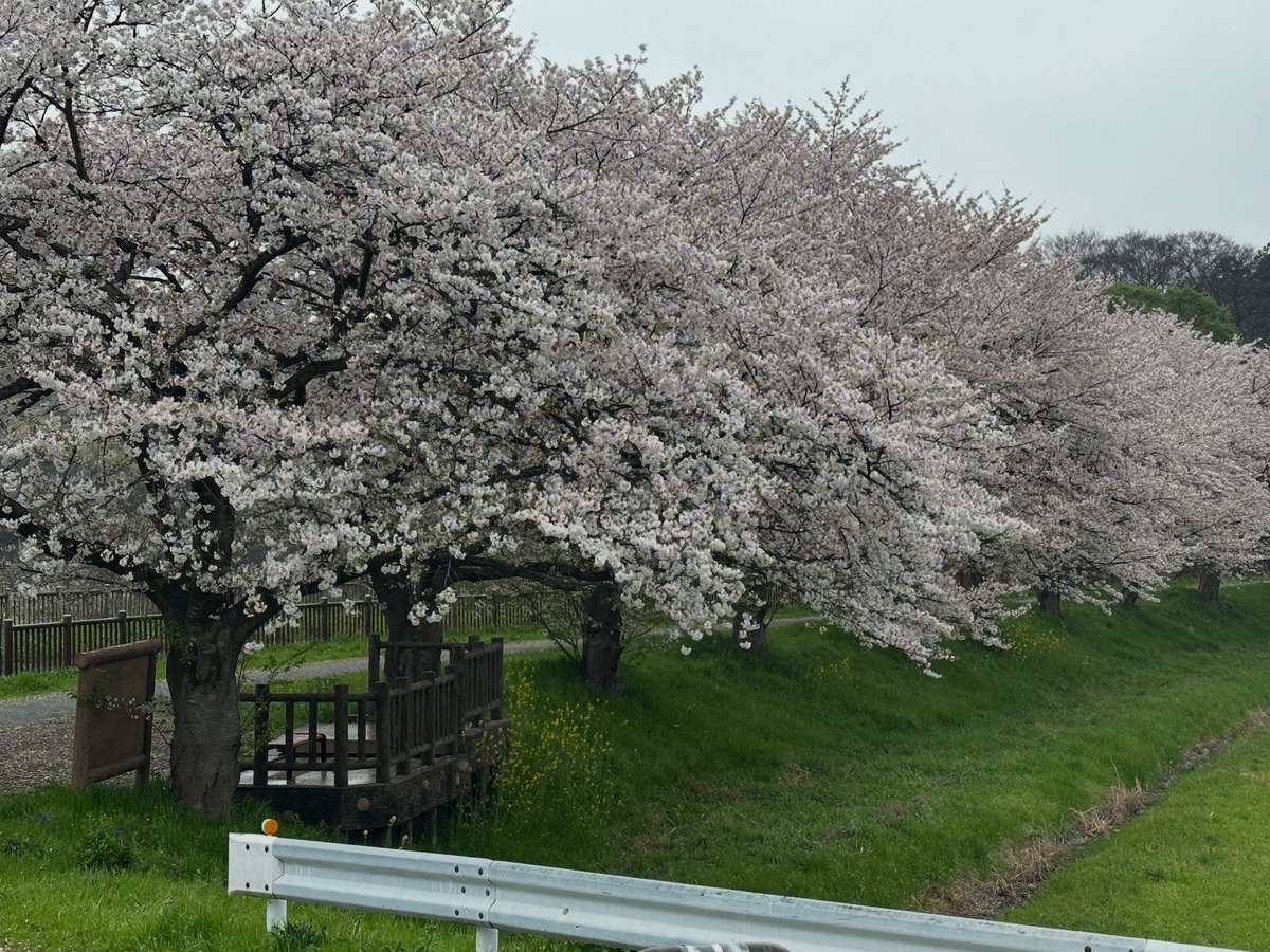 colemandaisuki's tweet photo. 仕事の途中で見かけた桜🌸
もう終わりかけだけど、雨の日の桜も悪くない。

また来年かーって思うと、ちょっと寂しいよね。

#桜 #桜パトロール #雨の日 #日常のひととき https://t.co/J2diJEmYlF