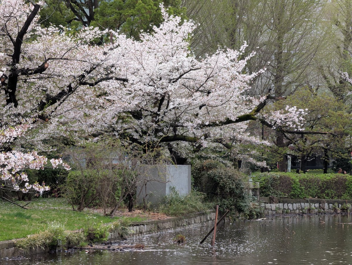 honet🎪 tweet media