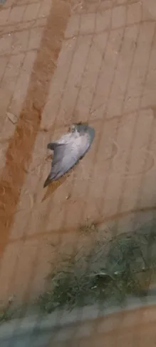 ultimateFigdor's tweet photo. went to the park and dropped my phone and i think the camera cracked so all the photos are blurry but someone bled out all over the public gym equipment and there was a dead birds wing just over somewhere, might be related https://t.co/KxC2P19iPY
