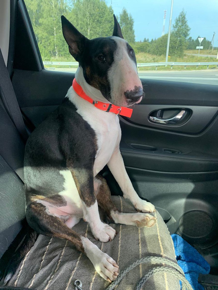 Северная tweet media