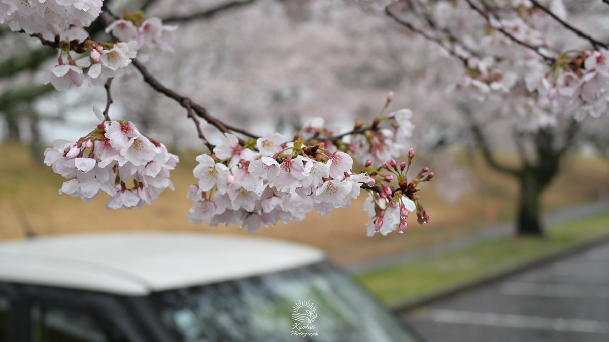 きょーへー tweet media