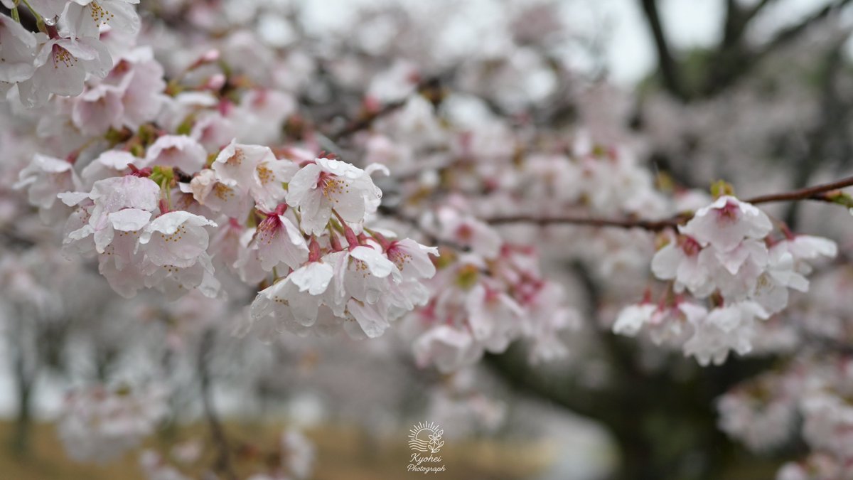 きょーへー tweet media