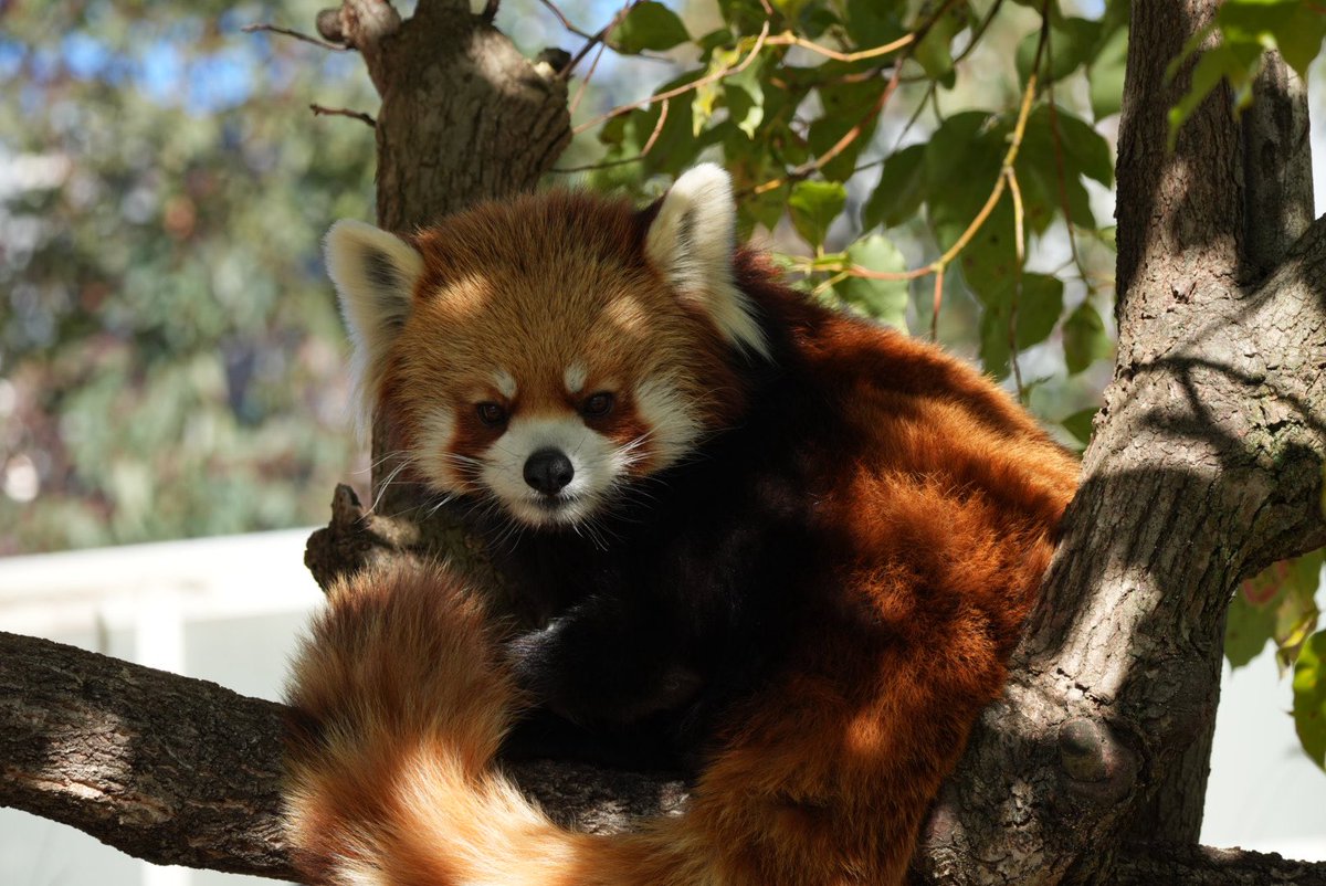 マリアンヌ tweet media