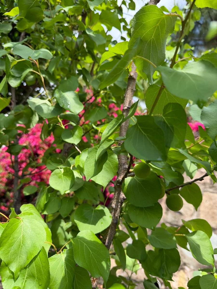 Aamir Ilyas Rana tweet media