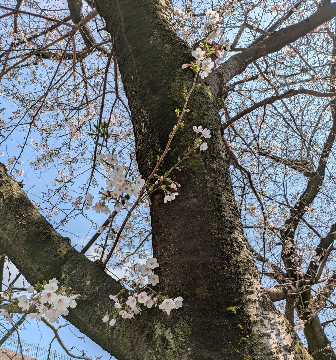 2ko_verts's tweet photo. 日陰側の方が花が早く咲いている気がするんだけど、なんでだろ。積算温度は開花に影響すって聞いたけど、日当たりは開花とは無関係なのかな？単にこの子の気分なのかな？ https://t.co/3lzNBw4to0