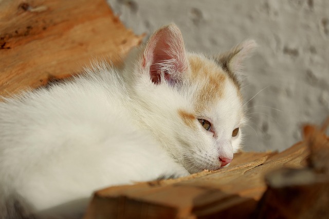 Sam Primetime tweet media