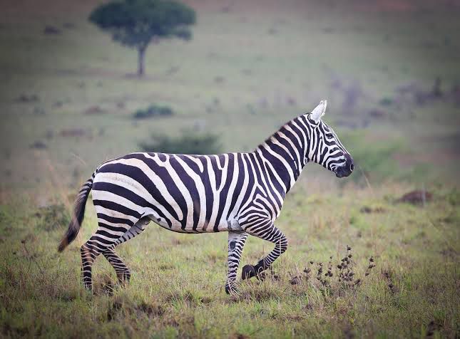 ChigoTours's tweet photo. 3 Days. 2 Iconic Parks. Endless Wildlife. 🦁🇺🇬
Explore the best of Queen Elizabeth &amp; Lake Mburo National Parks with Chigo Tours!
✅Kazinga Channel Boat Cruise ✅Savannah Game Drives ✅Cultural Insights
Your gateway to the Pearl of Africa starts here
#VisitUganda #Safari #Wildlife https://t.co/ztf6Mzvu39