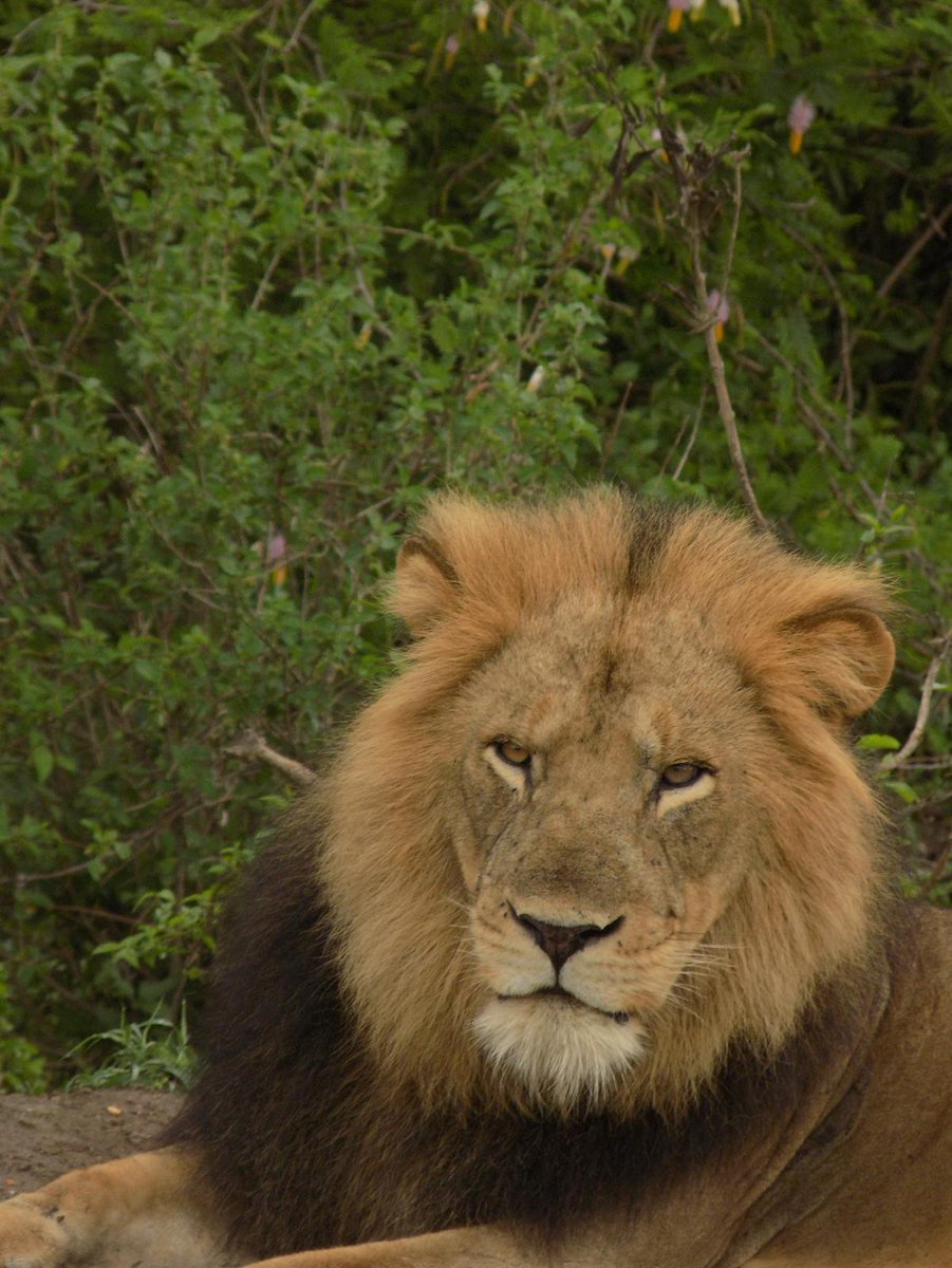 ChigoTours's tweet photo. 3 Days. 2 Iconic Parks. Endless Wildlife. 🦁🇺🇬
Explore the best of Queen Elizabeth &amp; Lake Mburo National Parks with Chigo Tours!
✅Kazinga Channel Boat Cruise ✅Savannah Game Drives ✅Cultural Insights
Your gateway to the Pearl of Africa starts here
#VisitUganda #Safari #Wildlife https://t.co/ztf6Mzvu39