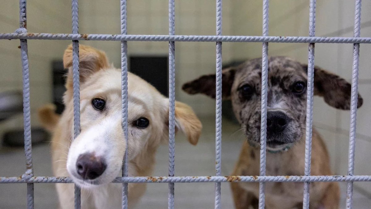 haberaktifcom's tweet photo. İstanbul Valiliği sahipsiz köpeklerin toplatılmasına ilişkin belediyelere yazı yazdı. Valilik, görevlerini ihmal eden yerel yönetimlerle ilgili Cumhuriyet Savcılıklarına suç duyurusunda bulunacaklarını belirtti. https://t.co/WnLthYa7o0