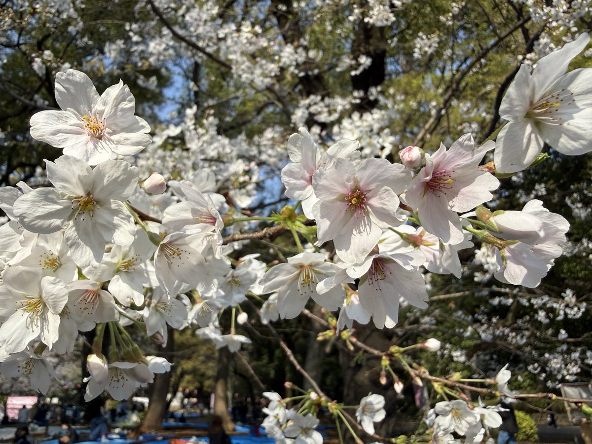 Craig1548's tweet photo. On a recent trip I got to see cherry blossoms and spent a night at Shima Onsen Sekizenkan.  It was very lovely. https://t.co/0kShzuInf1