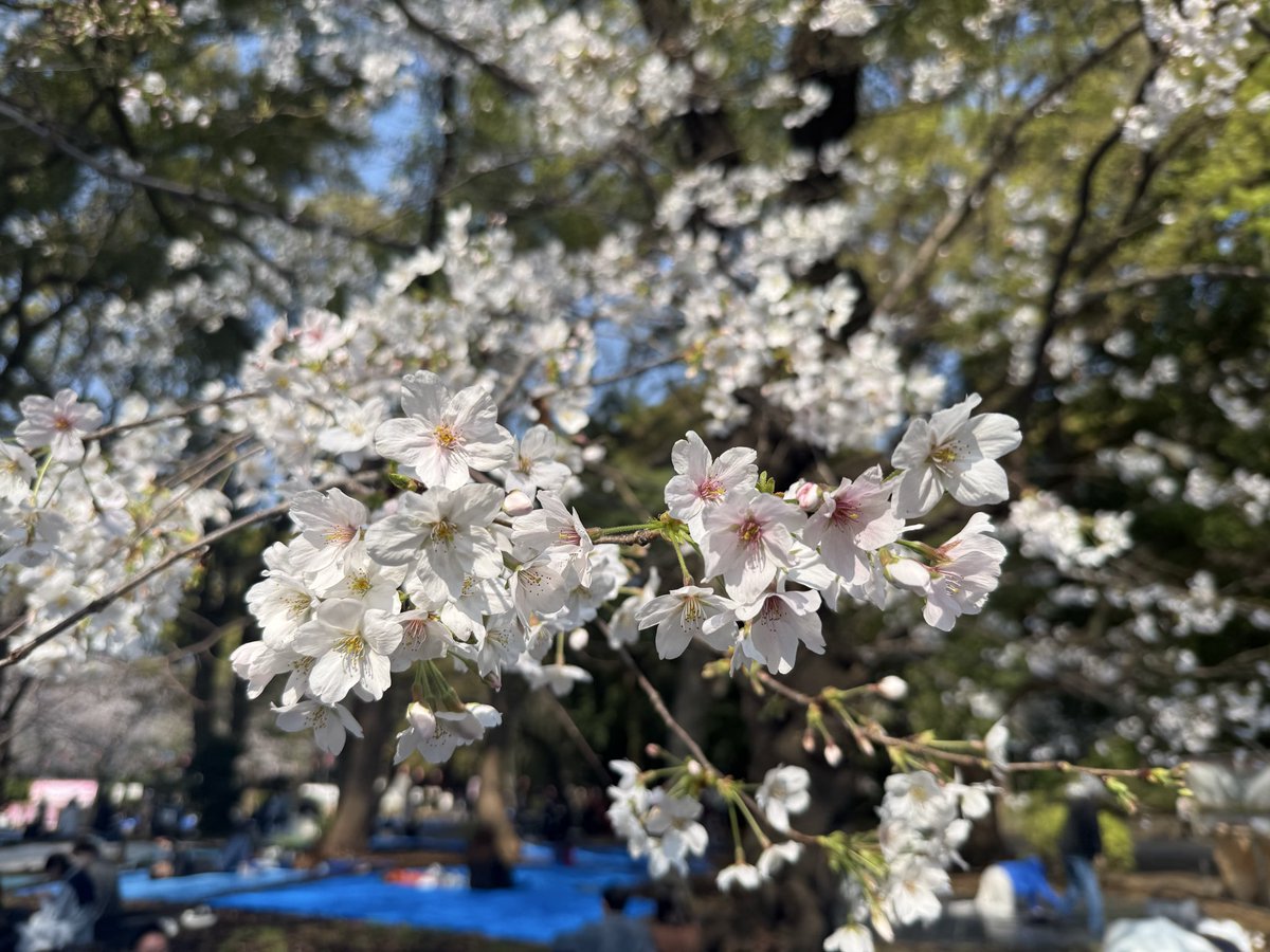 Craig1548's tweet photo. On a recent trip I got to see cherry blossoms and spent a night at Shima Onsen Sekizenkan.  It was very lovely. https://t.co/0kShzuInf1