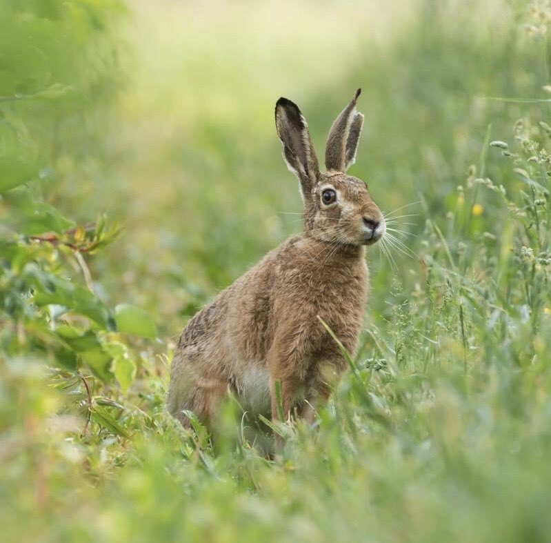 Gart Scheppers 🕊💙🕊️ tweet media